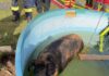 tierischer feuerwehreinsatz: 300 kilo-schwein aus gartenpool gerettet.