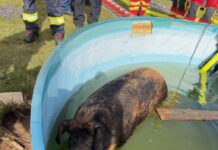 300-Kilo-Schwein in Frielingen aus Gartenpool gerettet Tierischer Feuerwehreinsatz: 300 Kilo-Schwein aus Gartenpool gerettet.