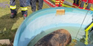 Tierischer Feuerwehreinsatz: 300 Kilo-Schwein aus Gartenpool gerettet.