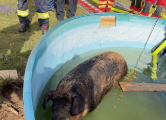 300-Kilo-Schwein in Frielingen aus Gartenpool gerettet Tierischer Feuerwehreinsatz: 300 Kilo-Schwein aus Gartenpool gerettet.