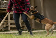 Kaltenweide: Polizeibeamtin bei Einsatz von Hunden angegriffen und verletzt Hund beißt Menschen in den Arm