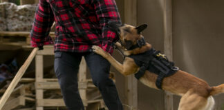 Hund beißt Menschen in den Arm