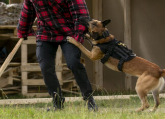 kaltenweide: polizeibeamtin bei einsatz von hunden angegriffen und verletzt hund beißt menschen in den arm