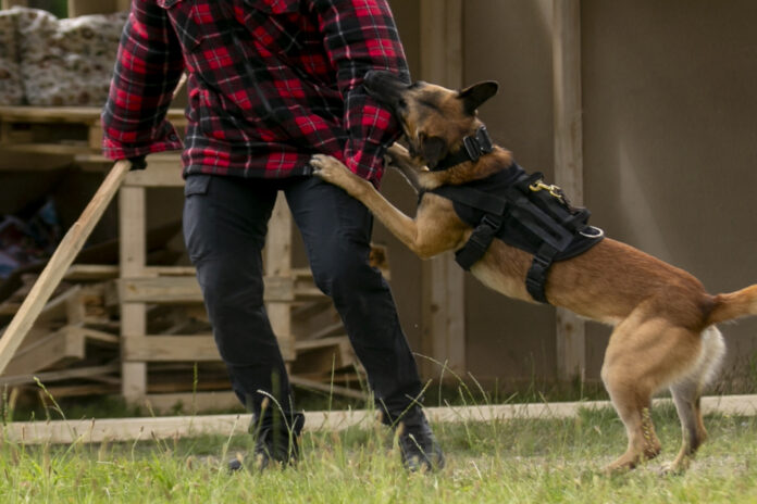 Hund beißt Menschen in den Arm