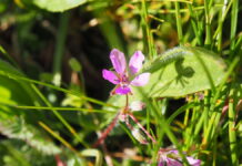 Entdecken, was zwischen Pflastersteinen wächst: NABU lädt zum Botanik Spaziergang in Langenhagen ein Gewöhnlicher Reiherschnabel.