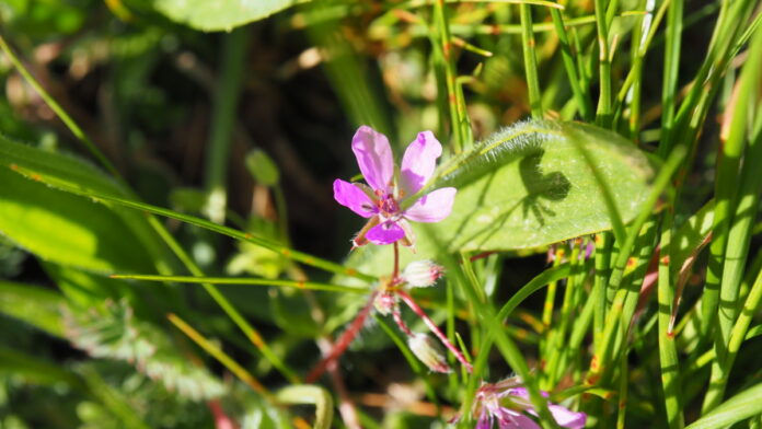 Gewöhnlicher Reiherschnabel.