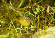 NABU Langenhagen lädt zum Laubfroschkonzert in Kananohe ein Laubfrosch