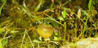 Laubfrosch