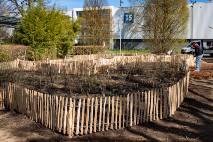 Deutsche Messe AG pflanzt Mikrowald Deutsche Messe AG pflanzt Mikrowald auf dem Messegelände Hannover