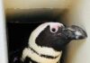 brillenpinguin evi in der bruthöhle