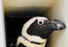 Europas ältester Brillenpinguin lebt in Hannover: „Evi“ wird 40 Jahre alt Brillenpinguin Evi in der Bruthöhle