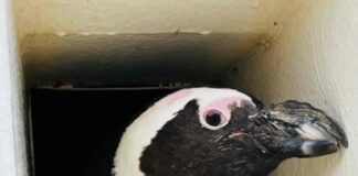 Brillenpinguin Evi in der Bruthöhle