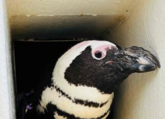 Europas ältester Brillenpinguin lebt in Hannover: „Evi“ wird 40 Jahre alt Brillenpinguin Evi in der Bruthöhle