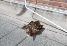 Entenfamilie löst Feuerwehreinsatz im Zentrum von Lehrte aus Die Entenmutter weigert sich lauthals die Dachterrasse zu verlassen