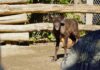 neugieriger rentier-nachwuchs im erlebnis-zoo