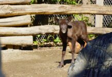Rentier-Nachwuchs im Erlebnis-Zoo Hannover geboren Neugieriger Rentier-Nachwuchs im Erlebnis-Zoo