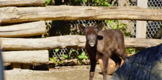 Neugieriger Rentier-Nachwuchs im Erlebnis-Zoo