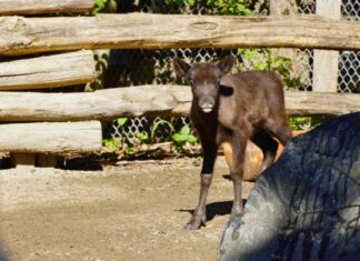 Rentier-Nachwuchs im Erlebnis-Zoo Hannover geboren Neugieriger Rentier-Nachwuchs im Erlebnis-Zoo