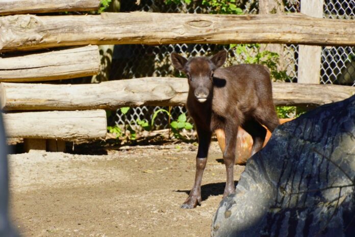 Neugieriger Rentier-Nachwuchs im Erlebnis-Zoo Neugieriger Rentier-Nachwuchs im Erlebnis-Zoo