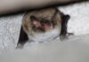kobolde der nacht: fledermaus-exkursion im stadtwald und an der wietze fledermäuse können auch während der wanderung in spaltenquartieren beobachtet werden