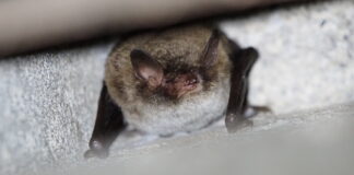 Fledermäuse können auch während der Wanderung in Spaltenquartieren beobachtet werden