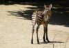 nachwuchs bei den steppenzebras im erlebnis-zoo hannover gestreifter neuzugang zebrafohlen -nick- im erlebnis-zoo - erlebnis-zoo hannover