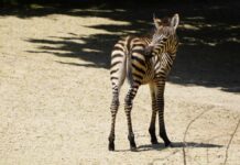 Nachwuchs bei den Steppenzebras im Erlebnis-Zoo Hannover Gestreifter Neuzugang Zebrafohlen -Nick- im Erlebnis-Zoo - Erlebnis-Zoo Hannover