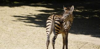 Gestreifter Neuzugang Zebrafohlen -Nick- im Erlebnis-Zoo - Erlebnis-Zoo Hannover