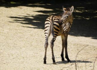 nachwuchs bei den steppenzebras im erlebnis-zoo hannover gestreifter neuzugang zebrafohlen -nick- im erlebnis-zoo - erlebnis-zoo hannover