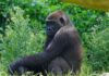 gorilla-weibchen tara