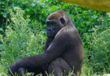 Gorilla-Weibchen „Tara“ verlässt Hannover Richtung Münster Gorilla-Weibchen Tara
