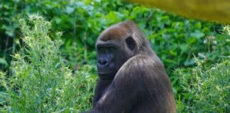 Gorilla-Weibchen Tara