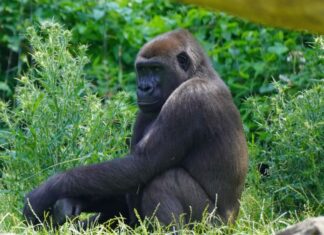 Gorilla-Weibchen Tara
