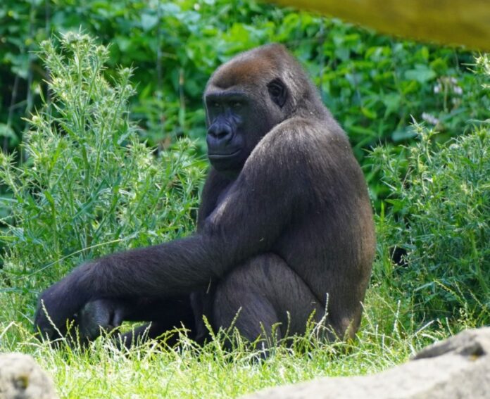 Gorilla-Weibchen Tara