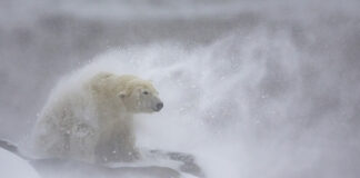 daniel_valverde_fernandez_schneepelz: Platz 2, Kategorie Säugetiere, Schneepelz, Fotograf: Daniel Valverde Fernandez | Spanien