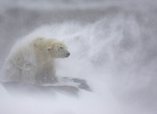 daniel_valverde_fernandez_schneepelz: Platz 2, Kategorie Säugetiere, Schneepelz, Fotograf: Daniel Valverde Fernandez | Spanien