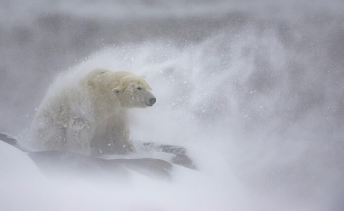 daniel_valverde_fernandez_schneepelz: Platz 2, Kategorie Säugetiere, Schneepelz, Fotograf: Daniel Valverde Fernandez | Spanien