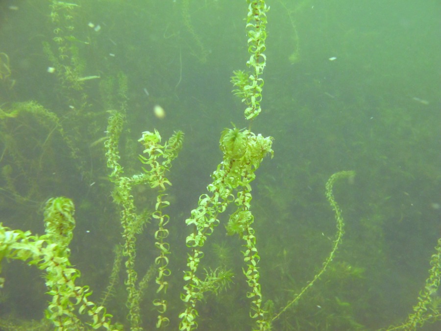 schmalblättrige wasserpest