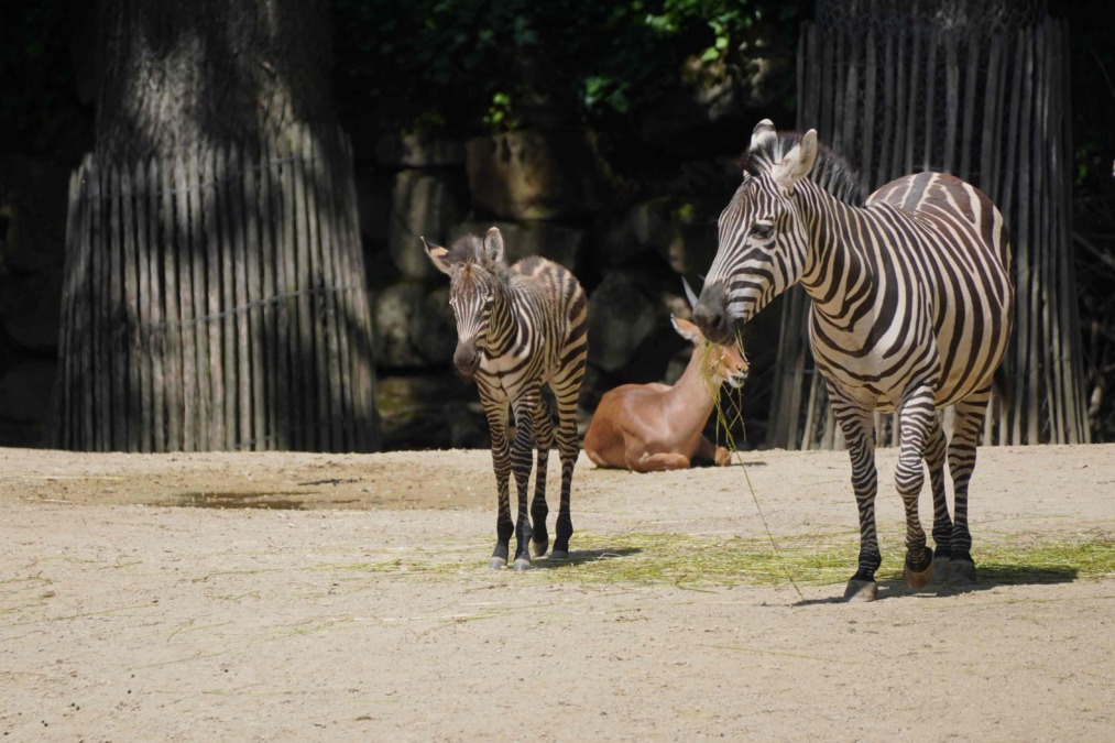nachwuchs bei den steppenzebras im erlebnis-zoo hannover zebrajungtier -nick- mit mutter -moni- auf der savannenanlage im zoo
