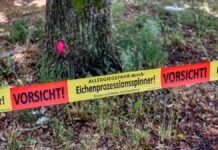 Eichenprozessionsspinner am Silbersee: 84 Bäume betroffen Symbolbild: Gefahr durch Eichenprozessionsspinner.