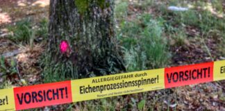Symbolbild: Gefahr durch Eichenprozessionsspinner.