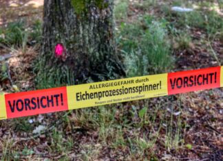 Eichenprozessionsspinner am Silbersee: 84 Bäume betroffen Symbolbild: Gefahr durch Eichenprozessionsspinner.
