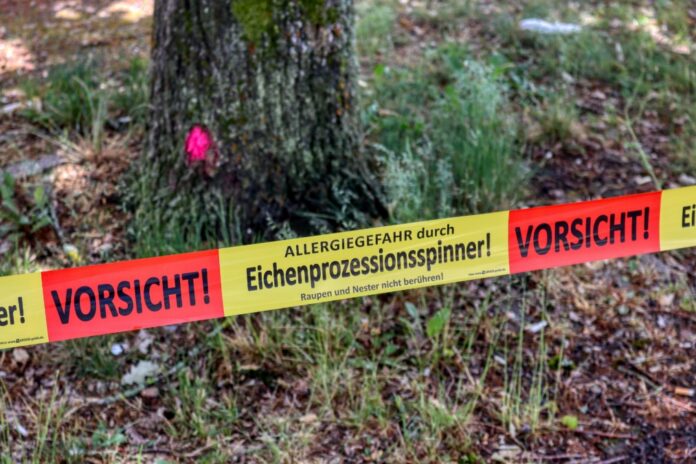 Symbolbild: Gefahr durch Eichenprozessionsspinner.