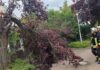 celle: wetterbedingte einsätze am donnerstag