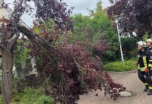 Sturm sorgt für mehrere Feuerwehreinsätze in Celle Celle: Wetterbedingte Einsätze am Donnerstag