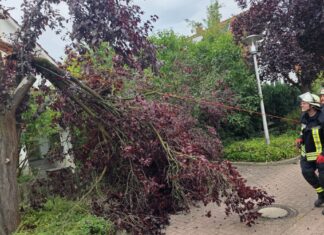 sturm sorgt für mehrere feuerwehreinsätze in celle celle: wetterbedingte einsätze am donnerstag