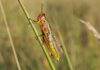 die sumpfschrecke (stethophyma grossum)
