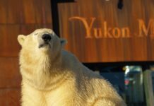 Late-Zoo in Hannover: Jazz, Tiere und Sommerabend bis 22 Uhr BEZAUBERNDER LATE-ZOO