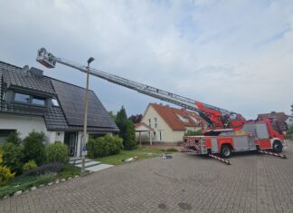 Vier Waschbären aus Schornstein in Celle gerettet.