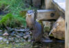 Asiatische Kurzkrallenotter